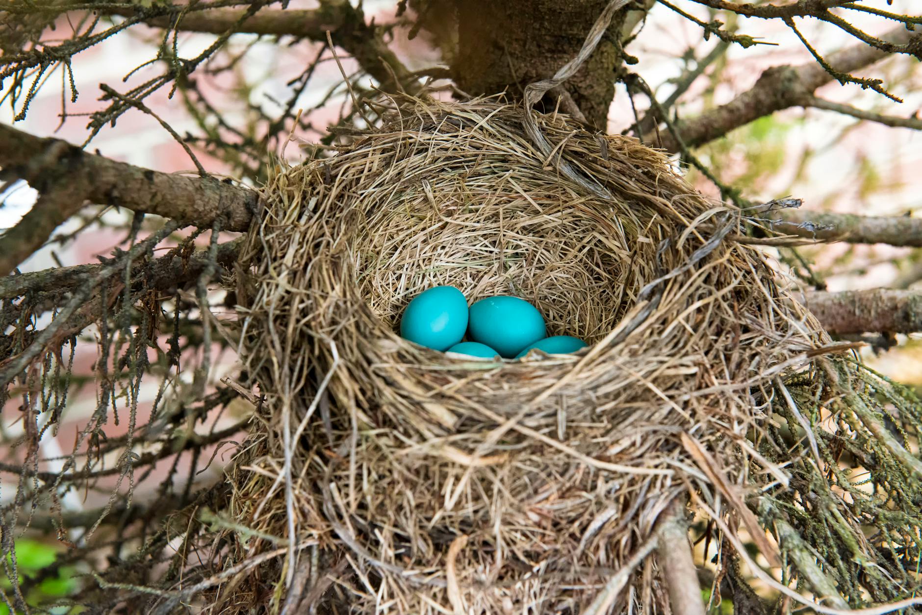 Close-up of a bird structure decorated with small colorful found objects