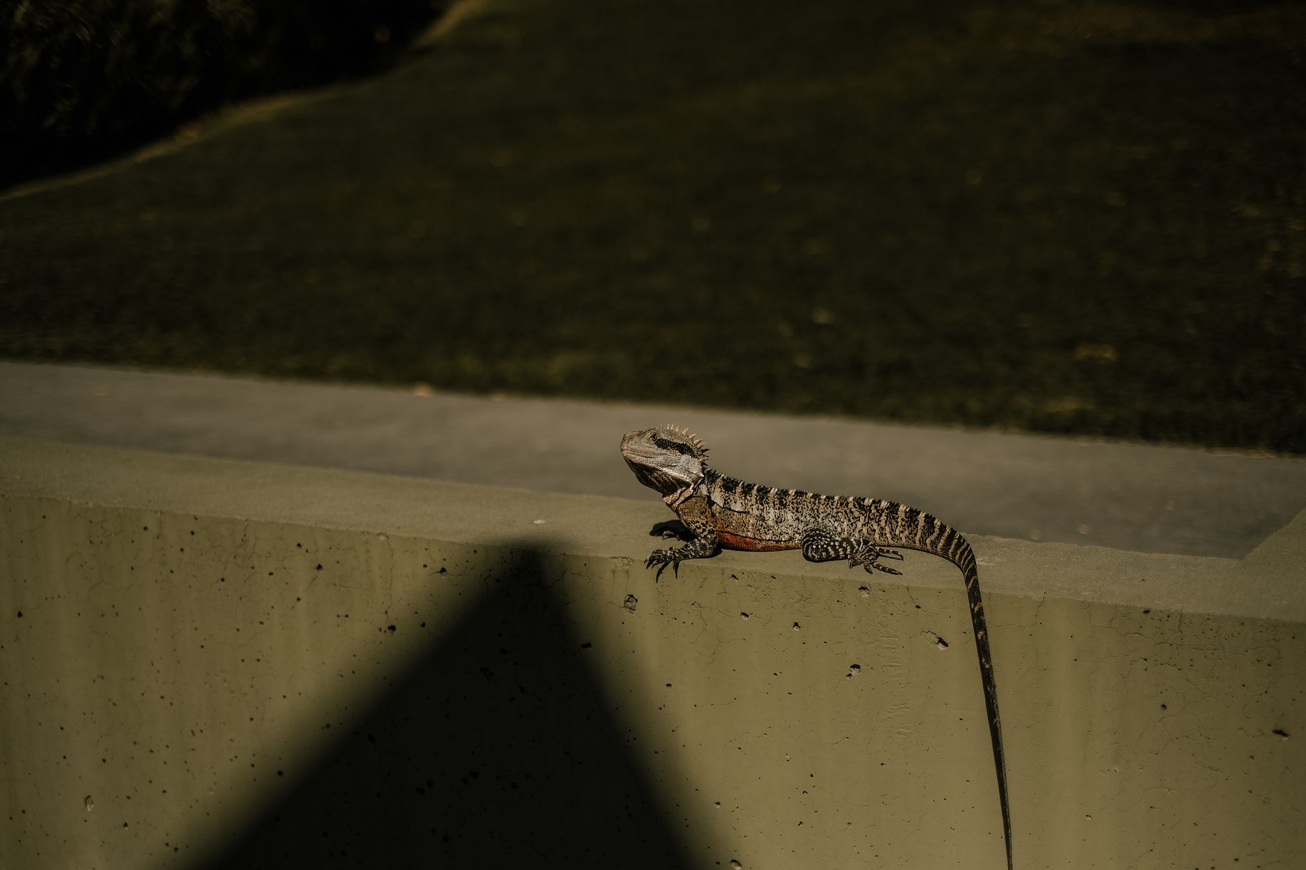 Australian urban landscape with native wildlife in the background