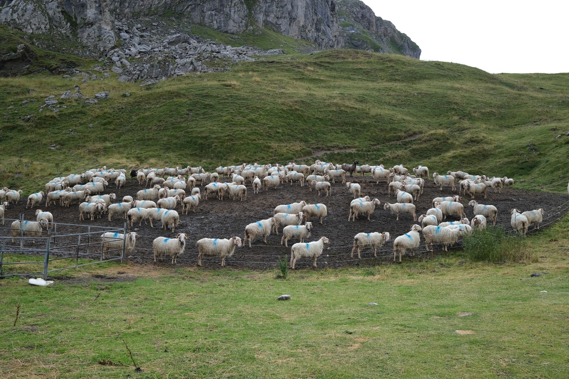 A flock of sheep standing together in a field, viewed from above