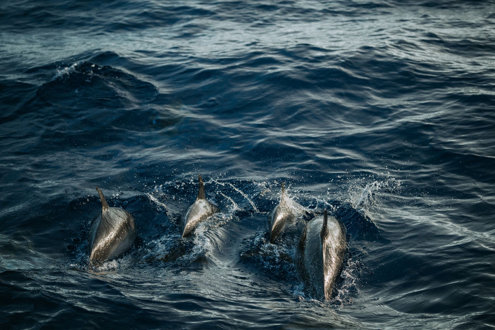 Wide underwater view of open ocean showing depth and marine environment