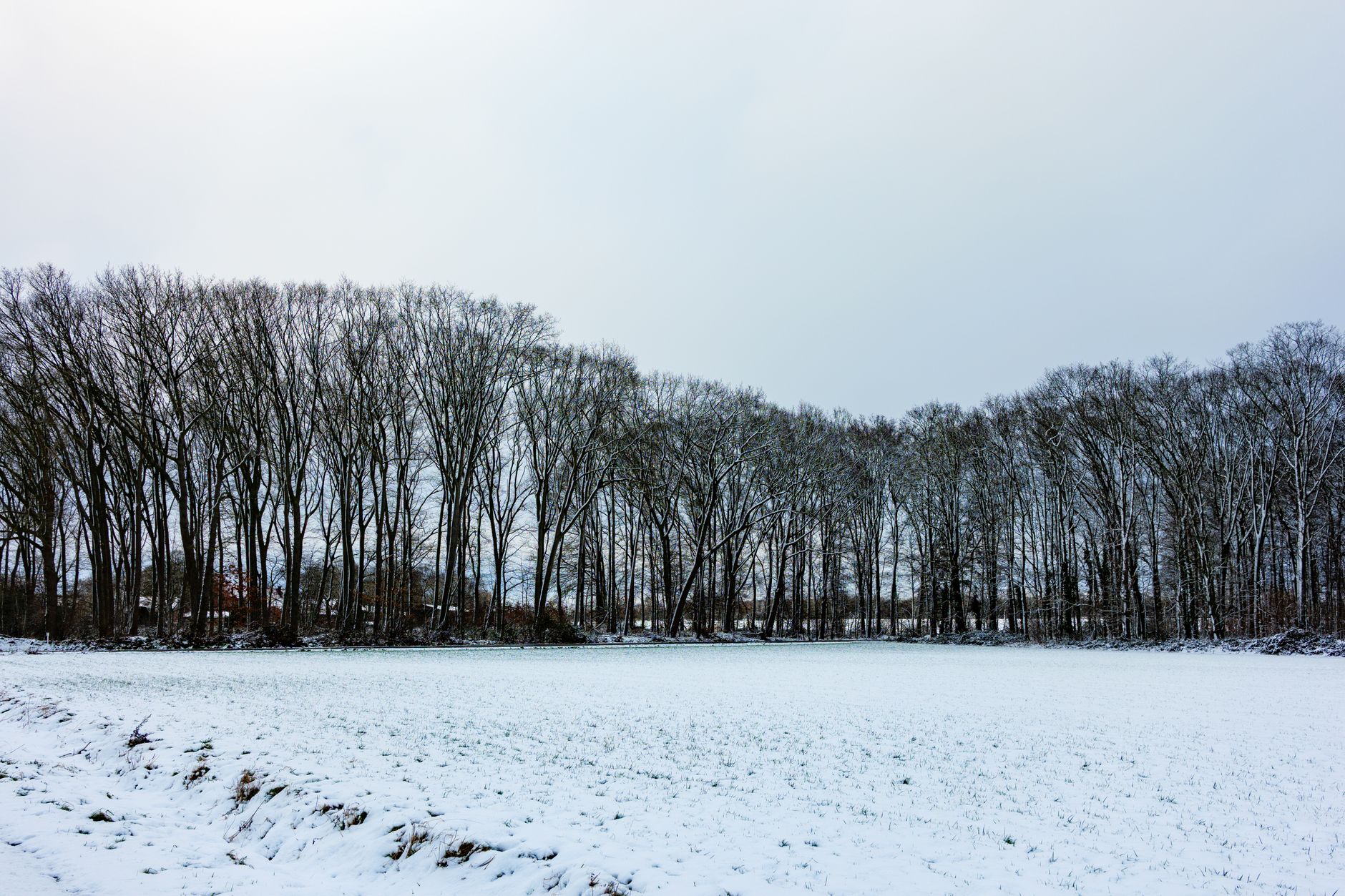 Stark winter landscape evoking the Eastern Front of World War II