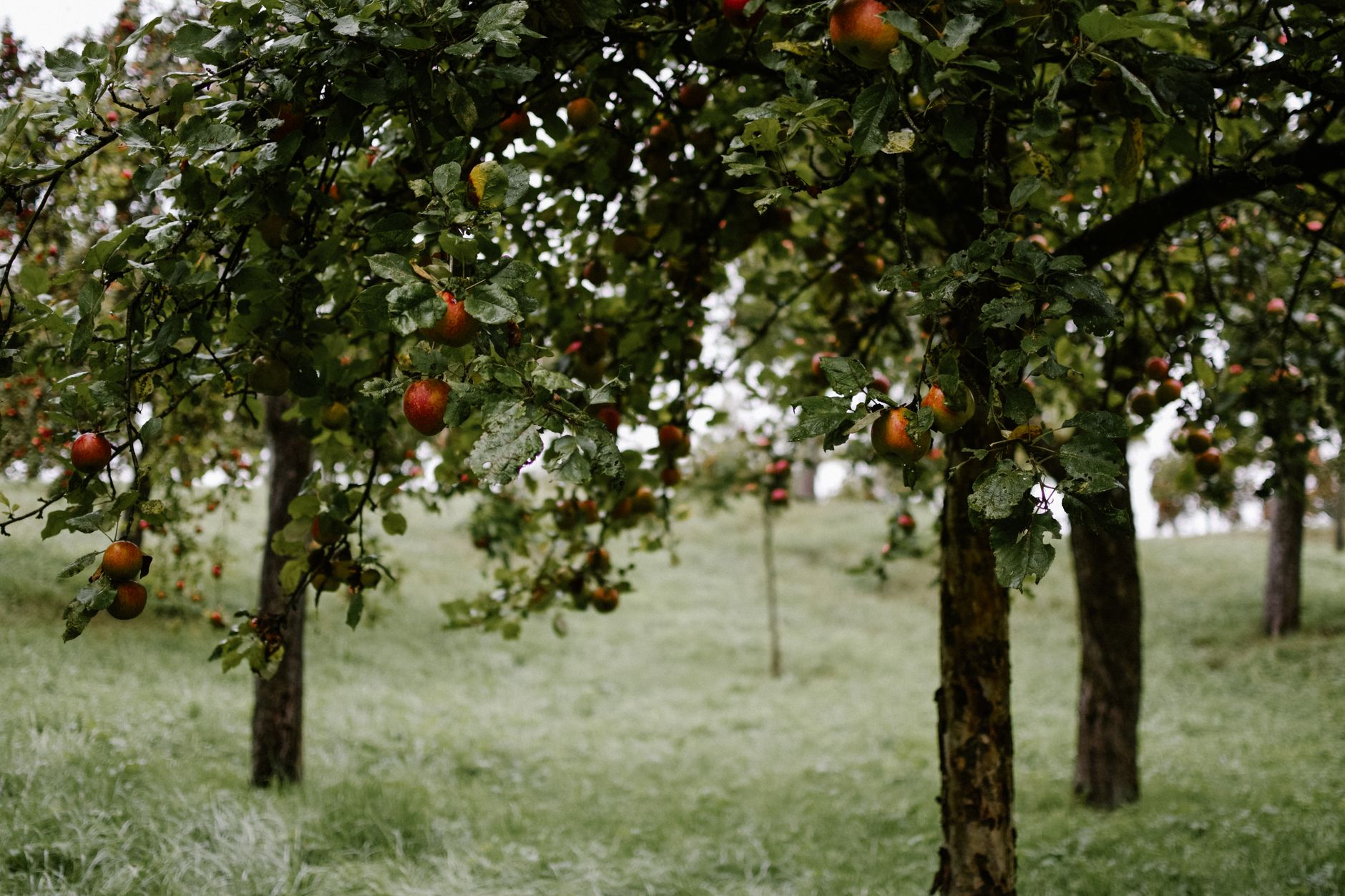 Red apples collected in a wooden crate during autumn harvest