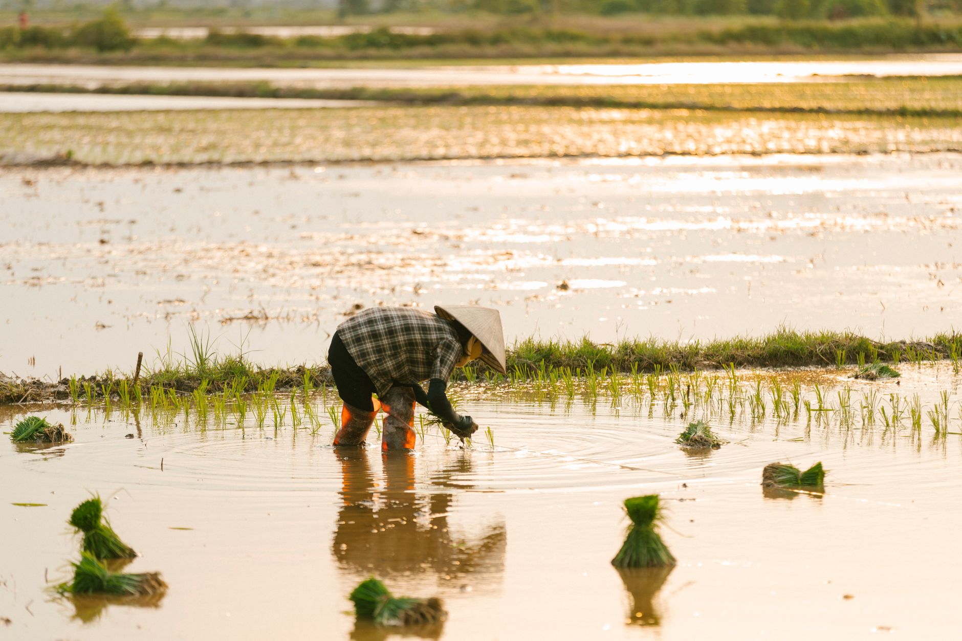A rice farmer working in a flooded paddy field with standing water