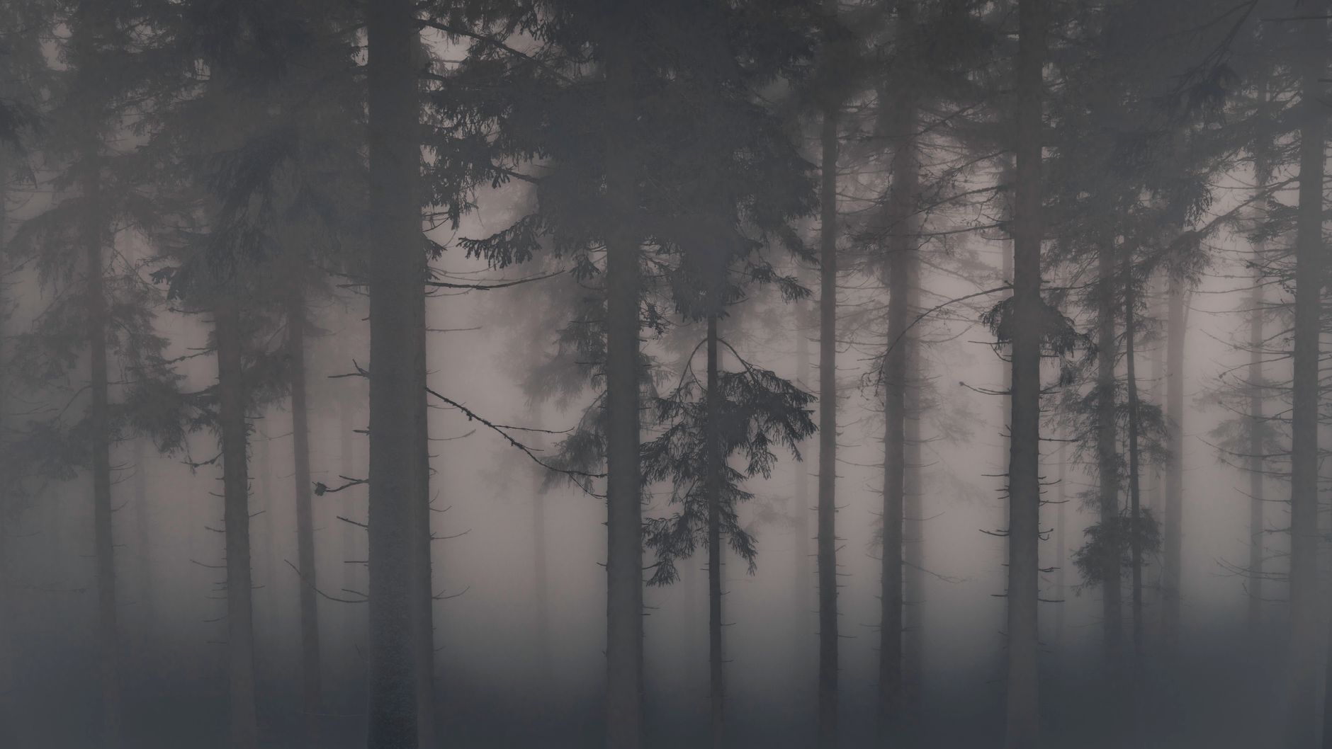 Dense foggy forest suggesting isolation and the contrast between nature and modern life